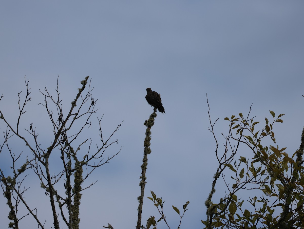 Northern Flicker - ML640498281