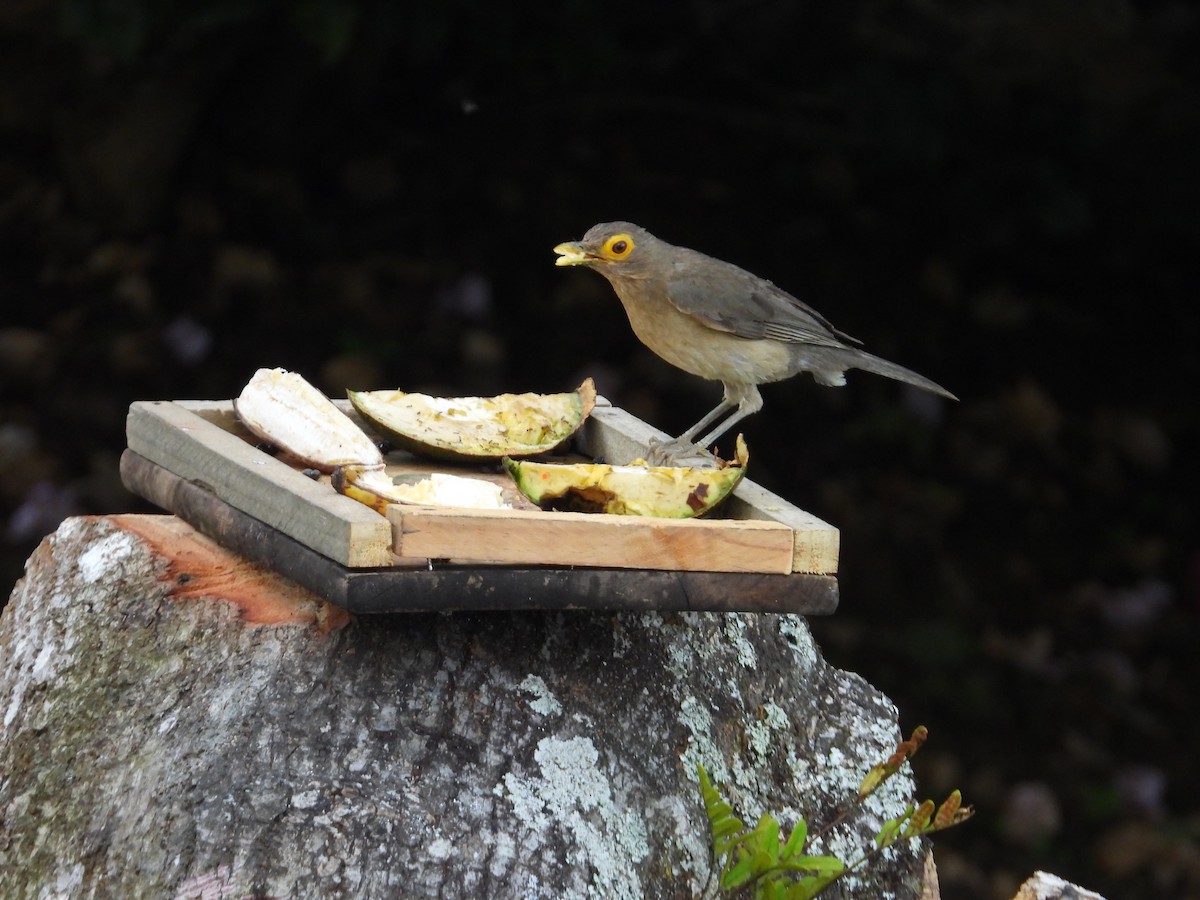 Spectacled Thrush - ML640498499