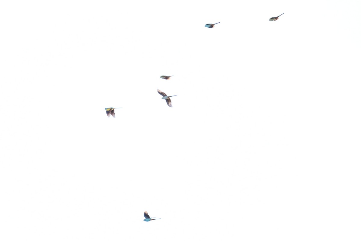 ヒスイインコ - ML640498742