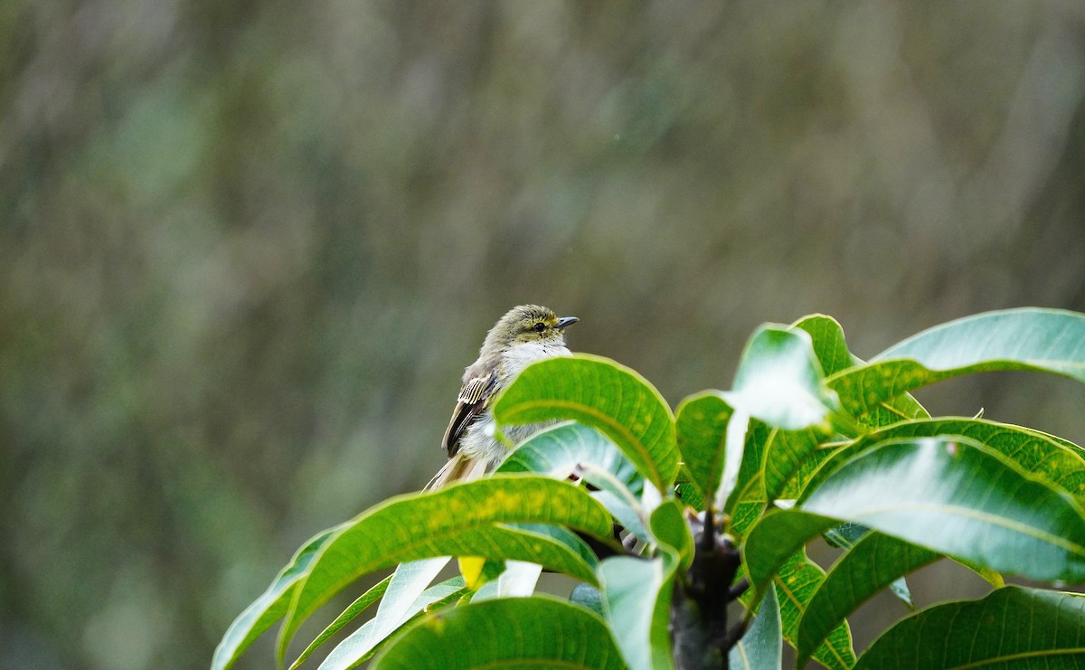Golden-faced Tyrannulet - ML640498795
