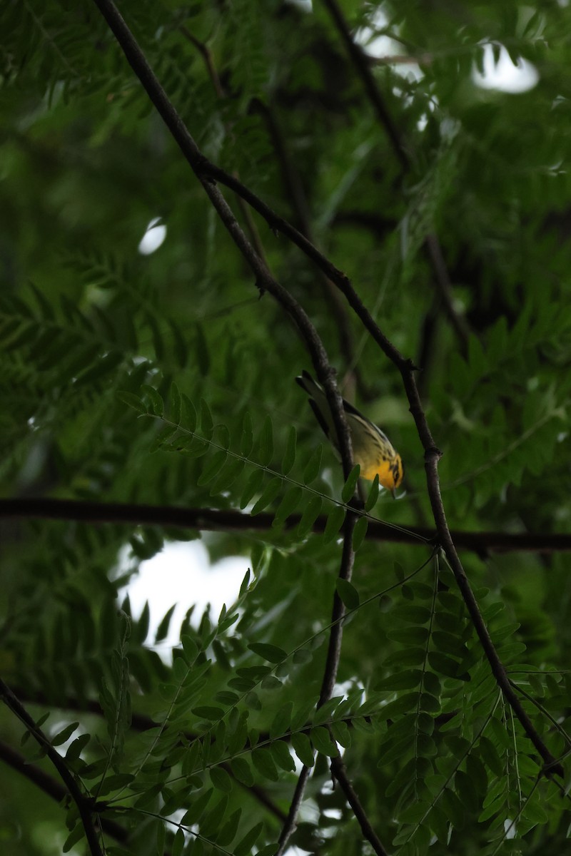 Blackburnian Warbler - ML640498800