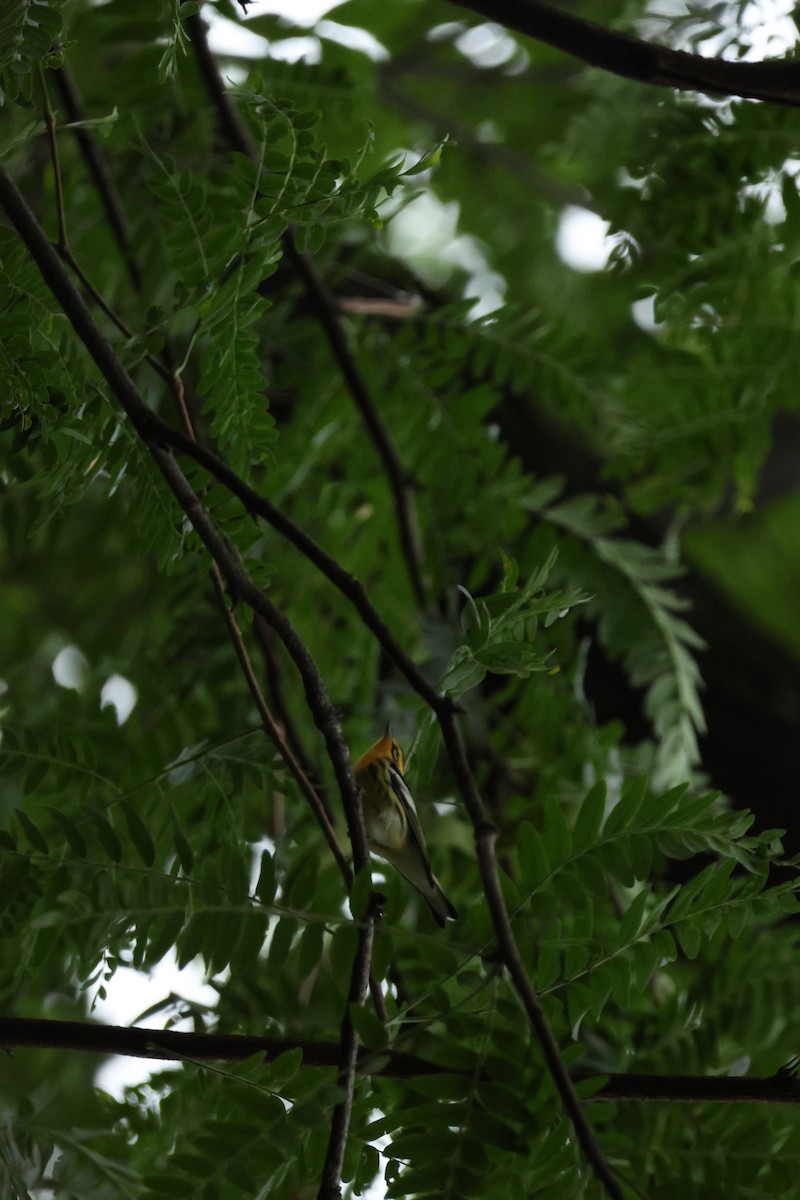Blackburnian Warbler - ML640498801