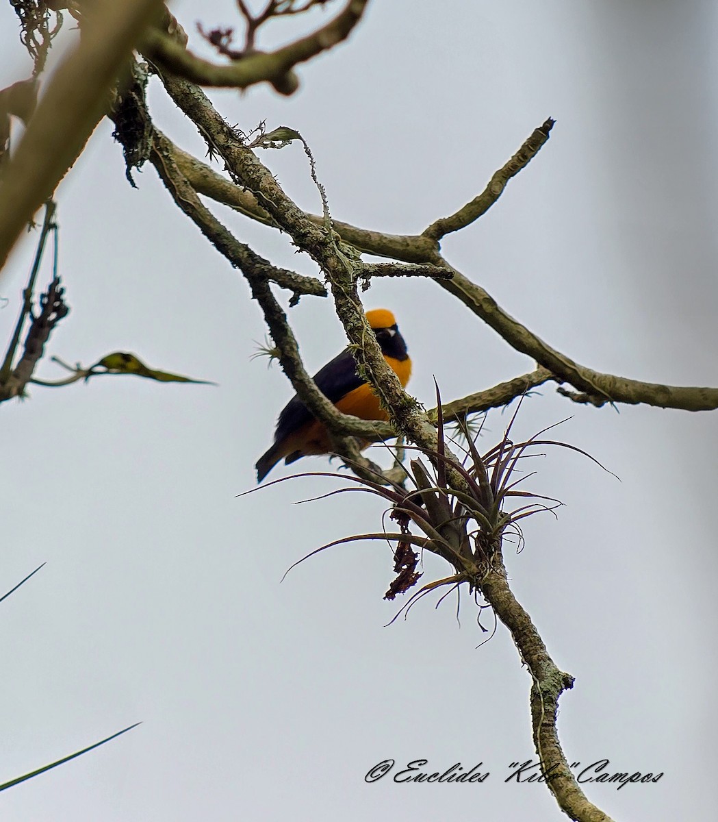 Orange-crowned Euphonia - ML640498852