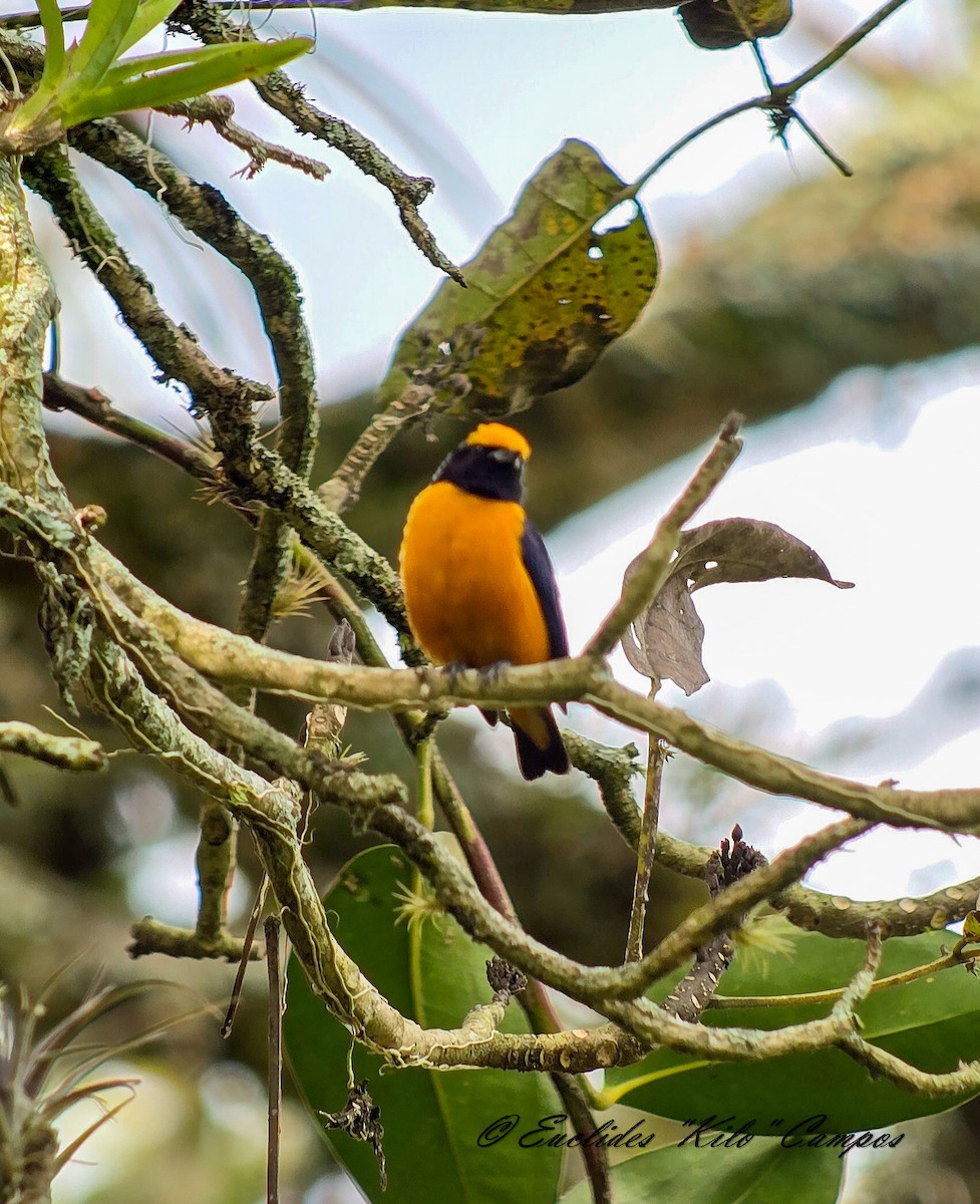 Orange-crowned Euphonia - ML640498854