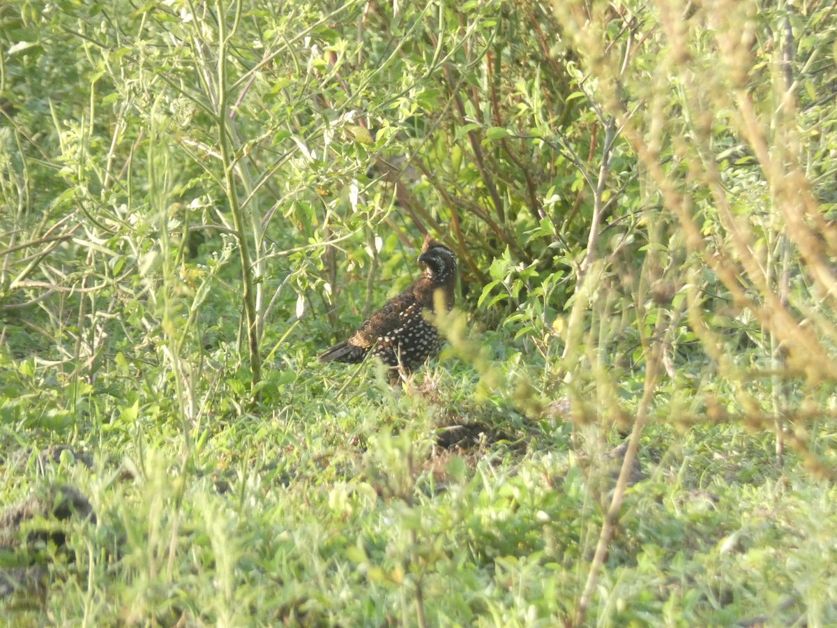 Spot-bellied Bobwhite - ML640498856