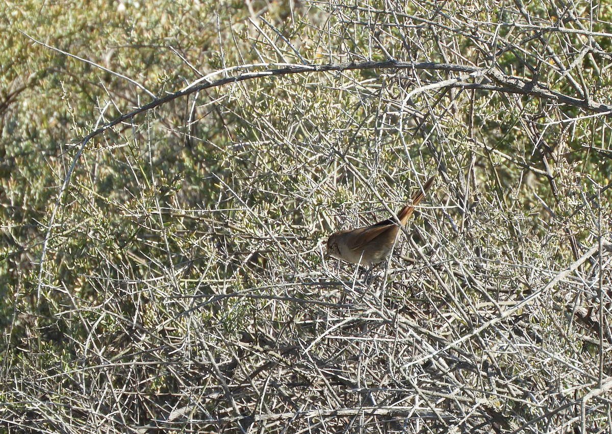 Sharp-billed Canastero - ML640498877