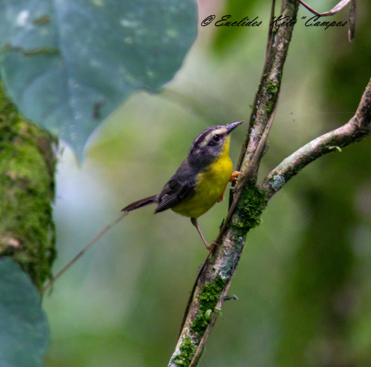 Golden-crowned Warbler - ML640498894