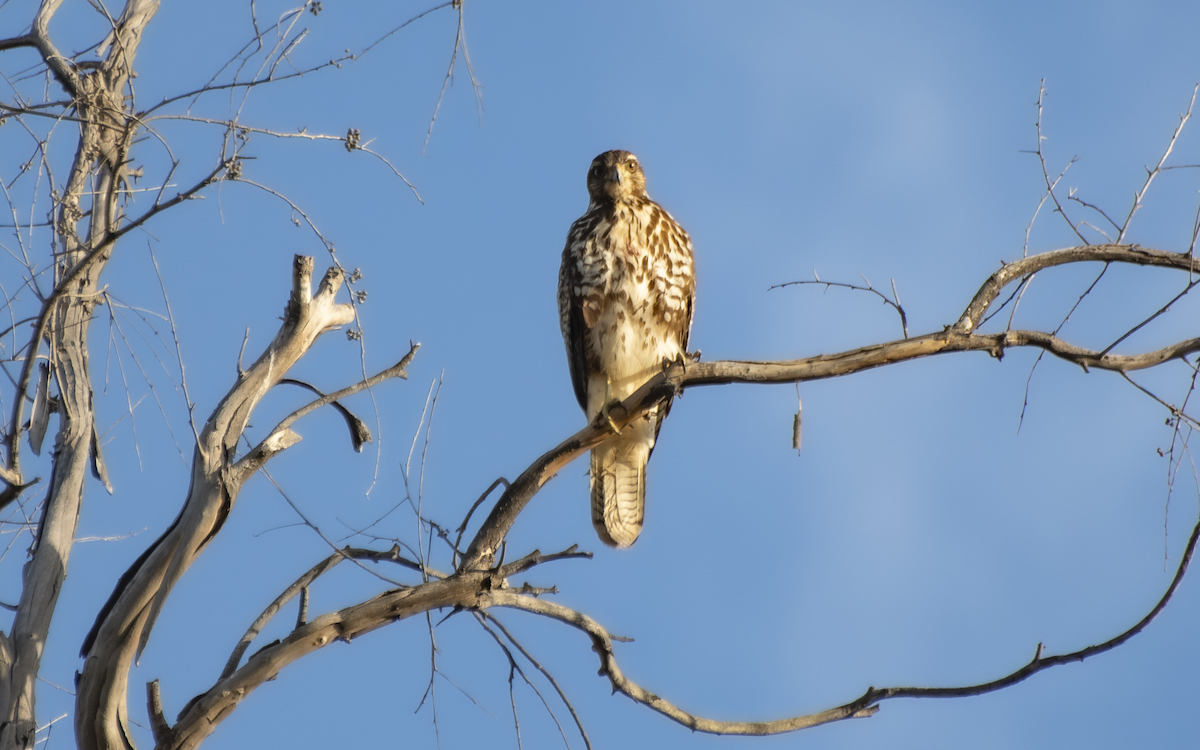 Harris's Hawk - ML640498944