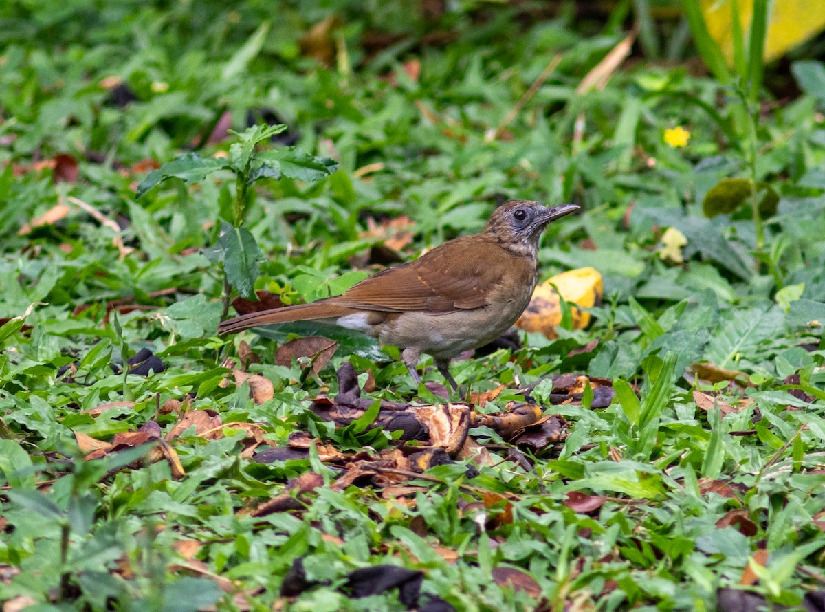 Cocoa Thrush - ML640499010