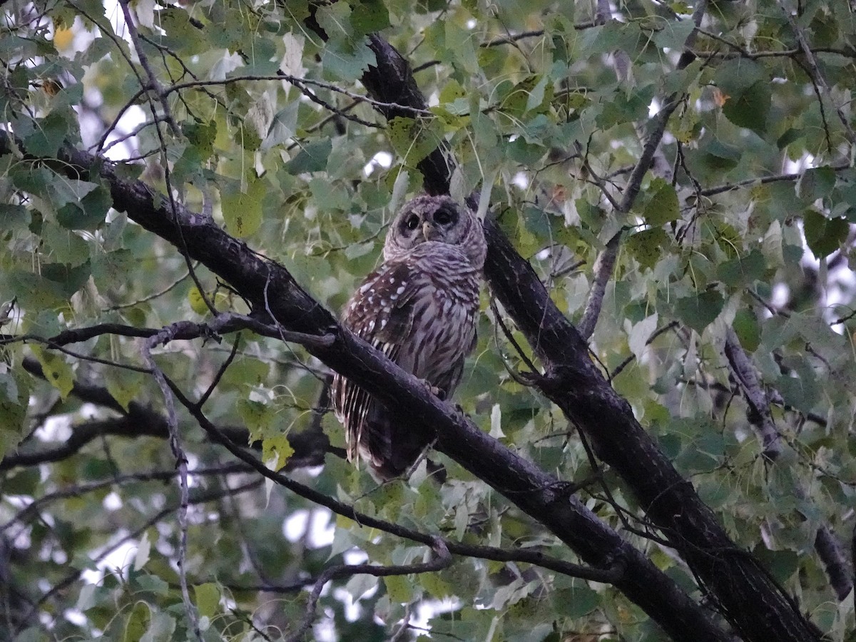 Barred Owl - ML640499020