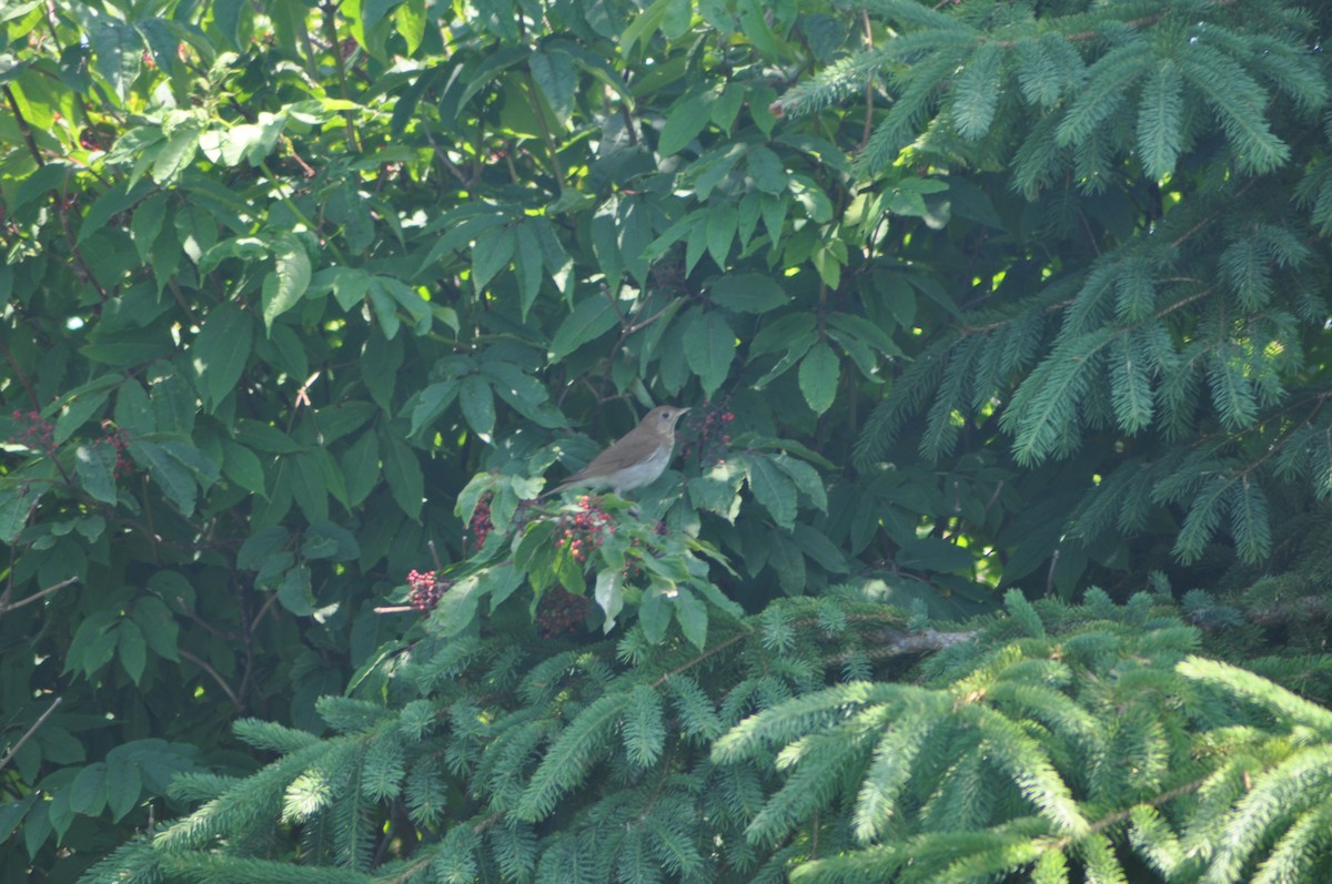 Weidenmusendrossel - ML640499124