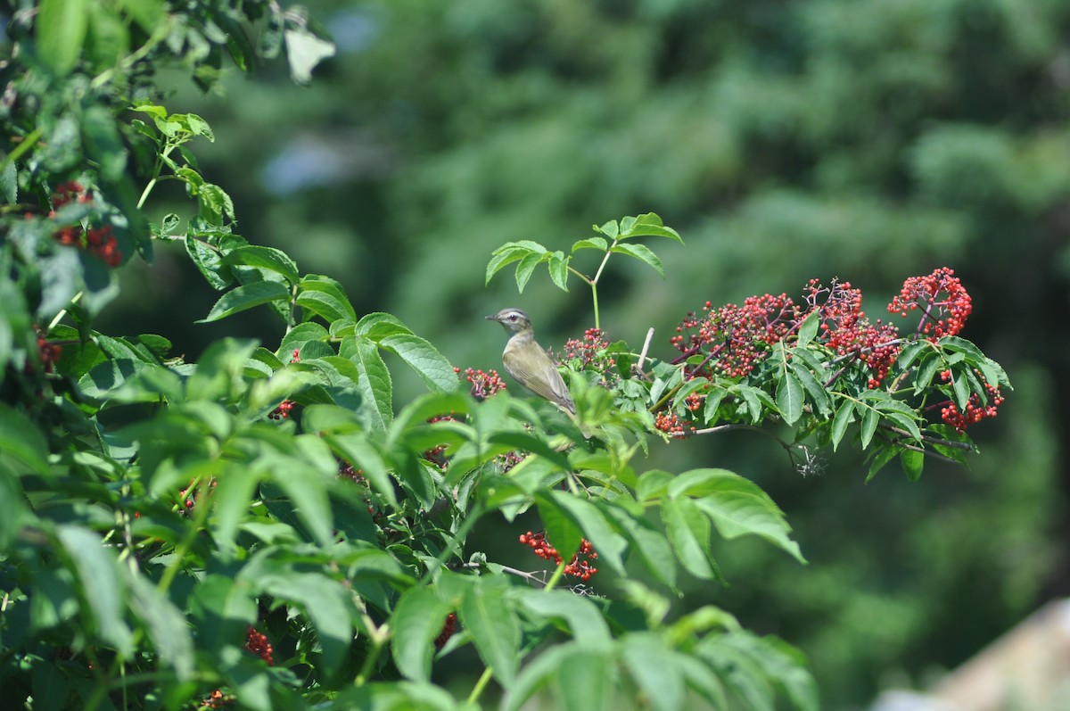 Rotaugenvireo - ML640499131