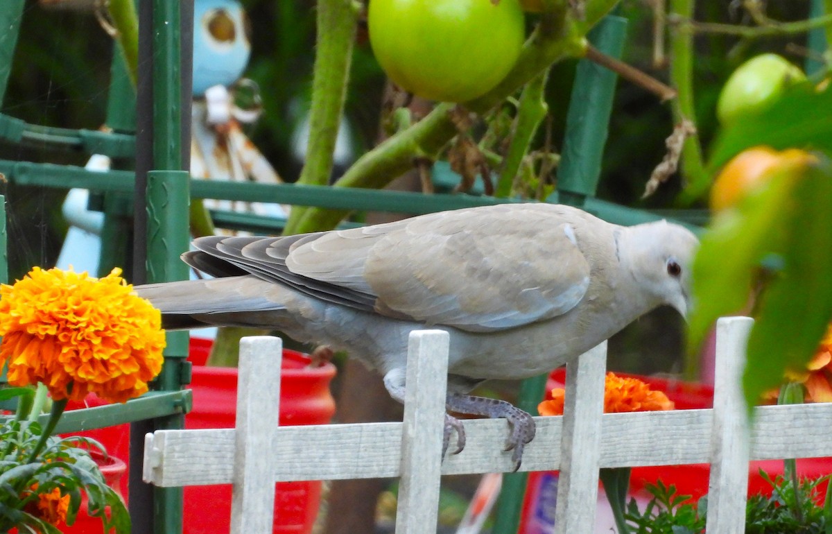 tyrkerdue - ML640499174