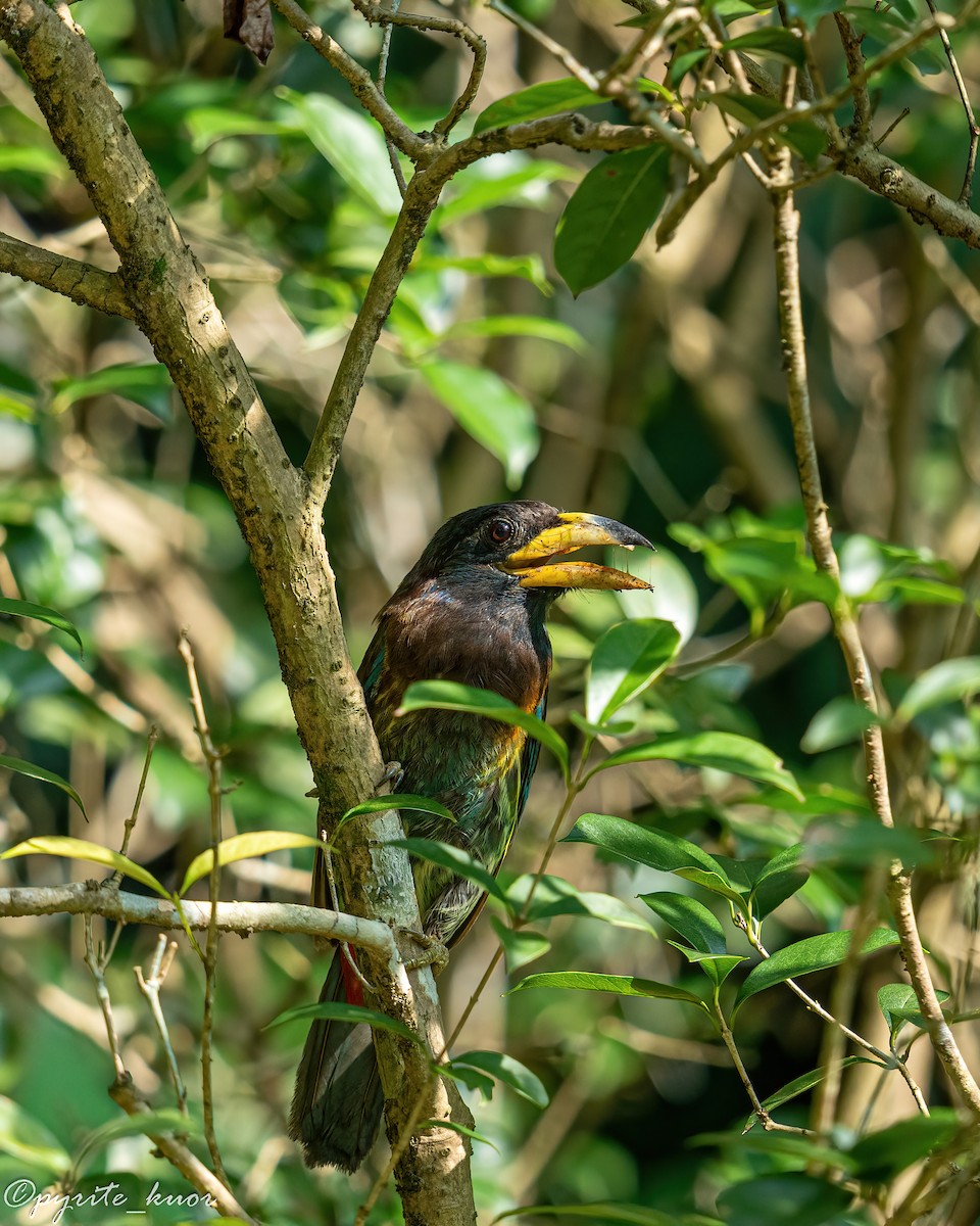 barbet velký - ML640499188
