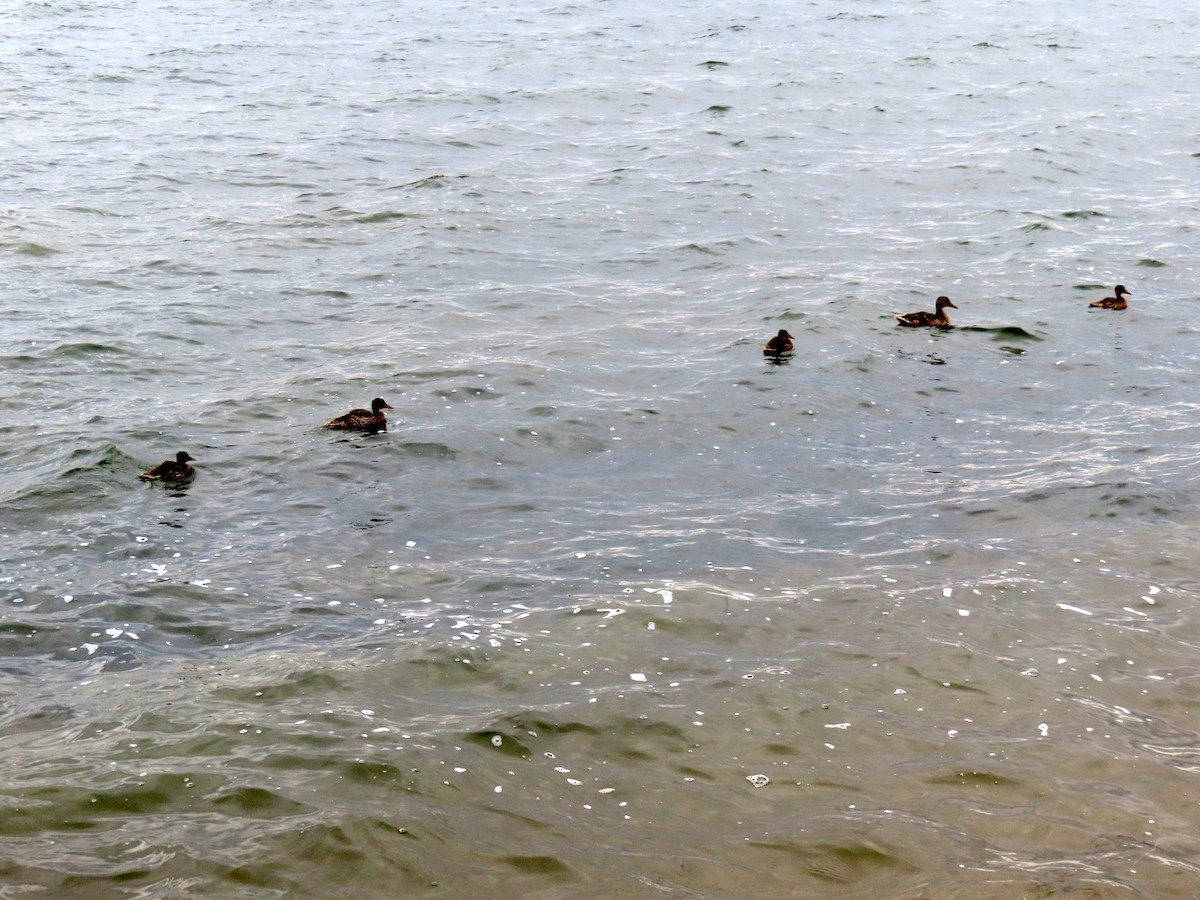 Зэрлэг нугас - ML640499336