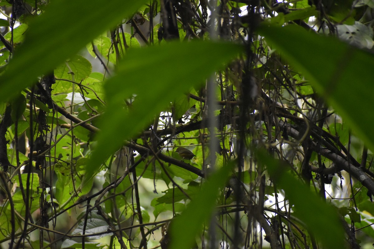 Rufous-bellied Euphonia - ML640499443