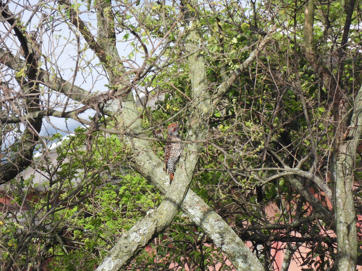Guatemalan Flicker - ML640499492