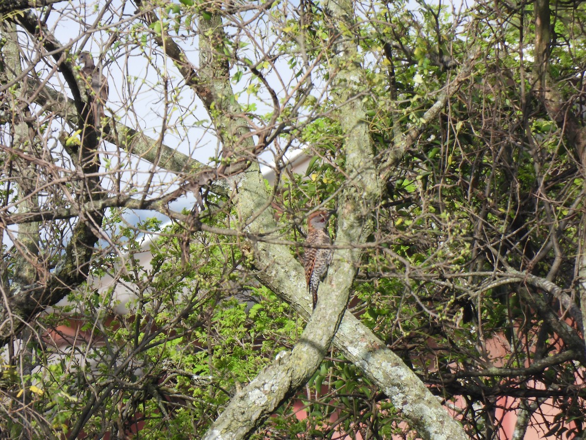 Guatemalan Flicker - ML640499493