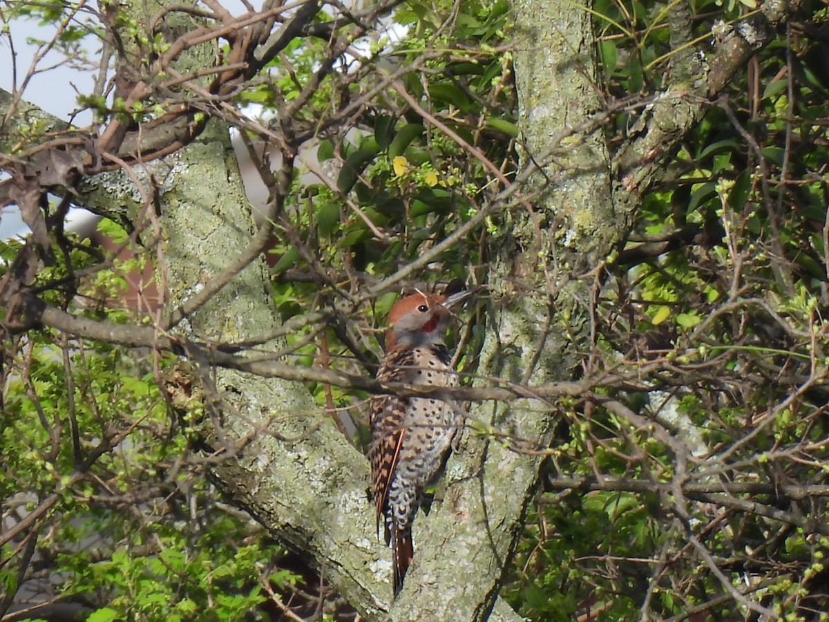 Guatemalan Flicker - ML640499503