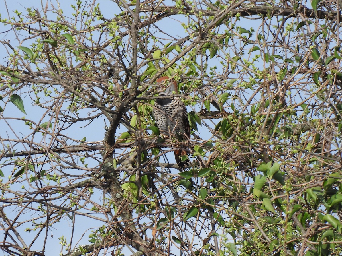Guatemalan Flicker - ML640499527
