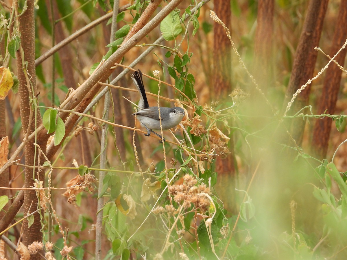 Tropical Gnatcatcher - ML640499595