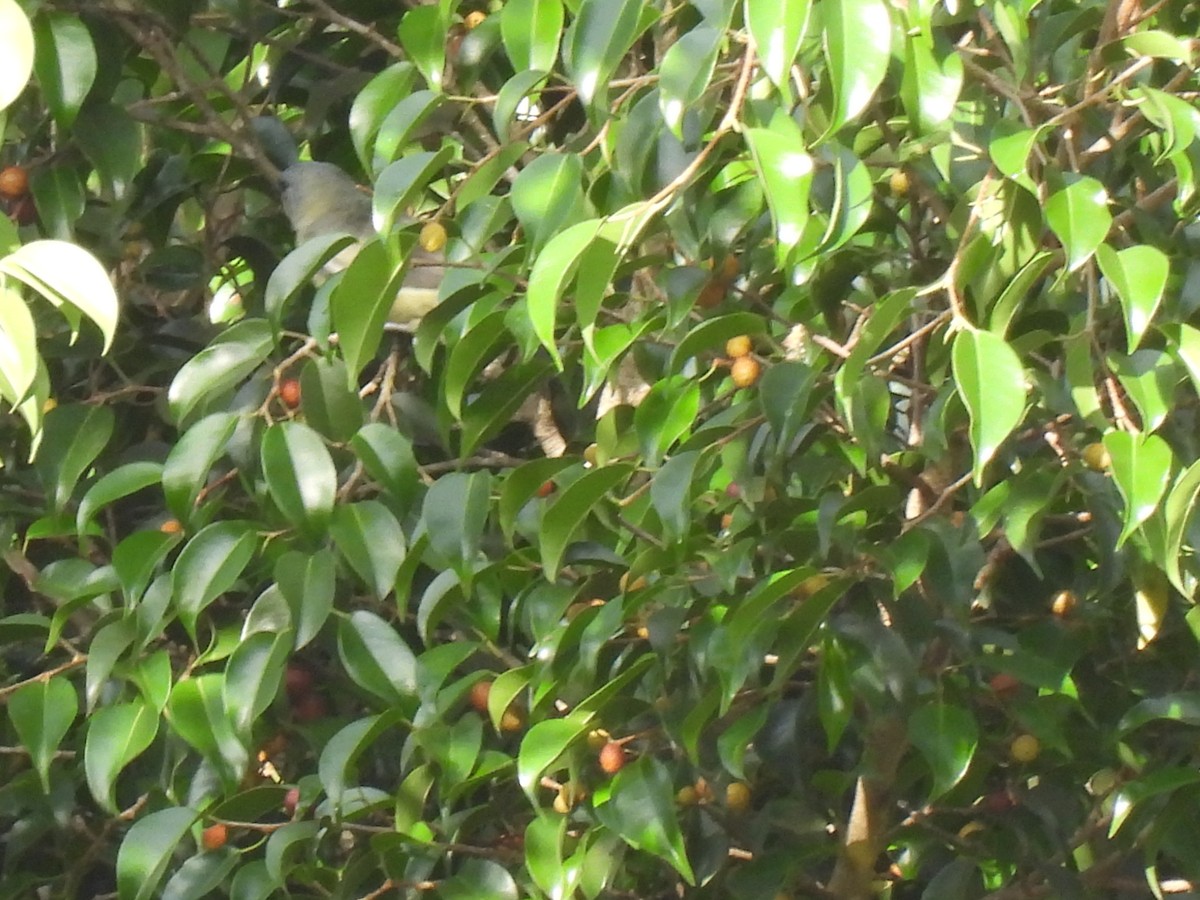 Tangara Aliamarilla - ML640499649