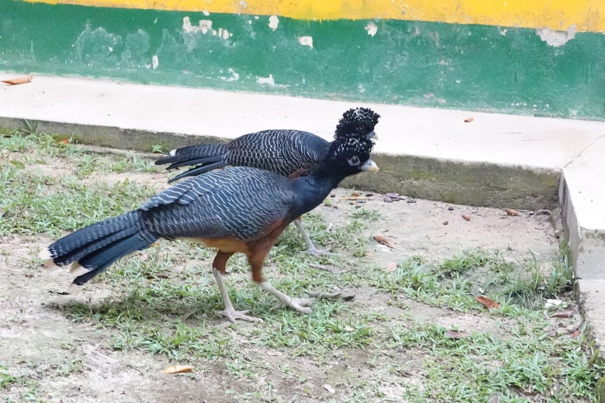 Blue-billed Curassow - ML640499660