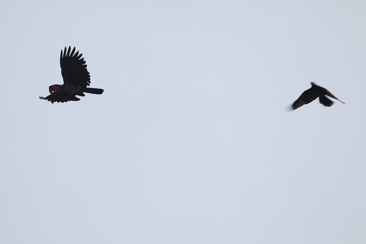 Cacatúa Enlutada - ML640499700