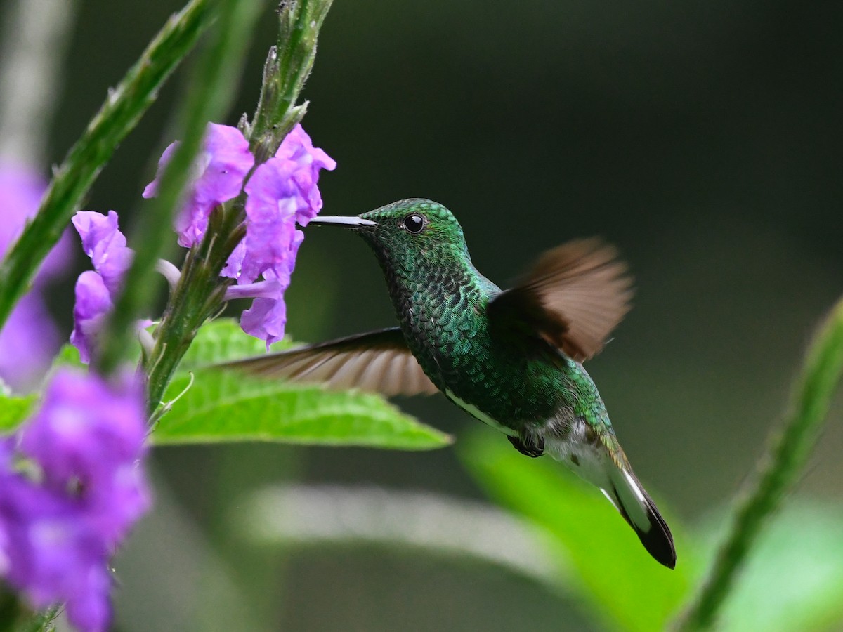 White-tailed Emerald - ML640499716