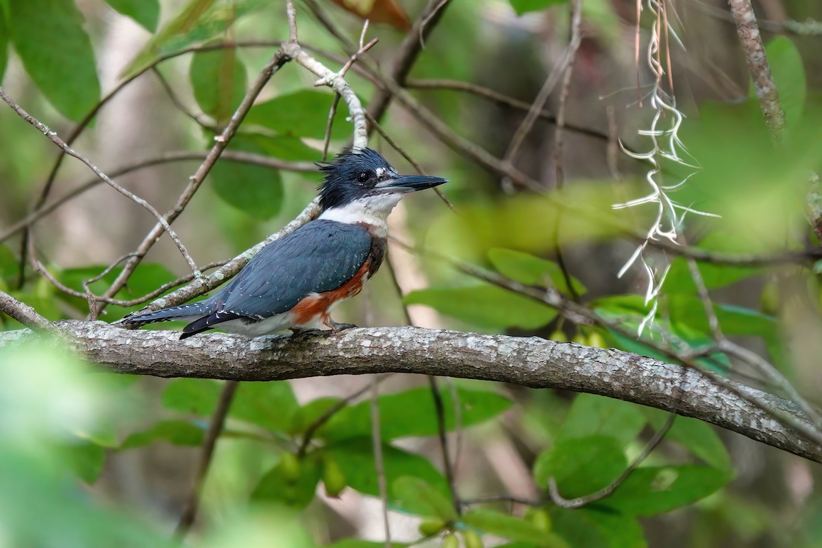 Belted Kingfisher - ML640499786