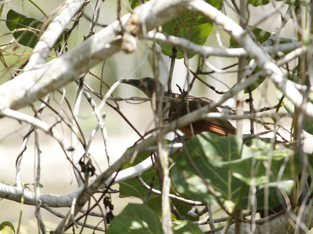Great Lizard-Cuckoo - ML640499788
