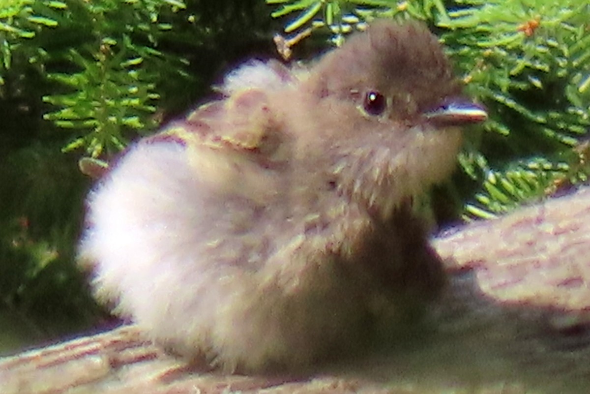 Eastern Phoebe - ML640499799