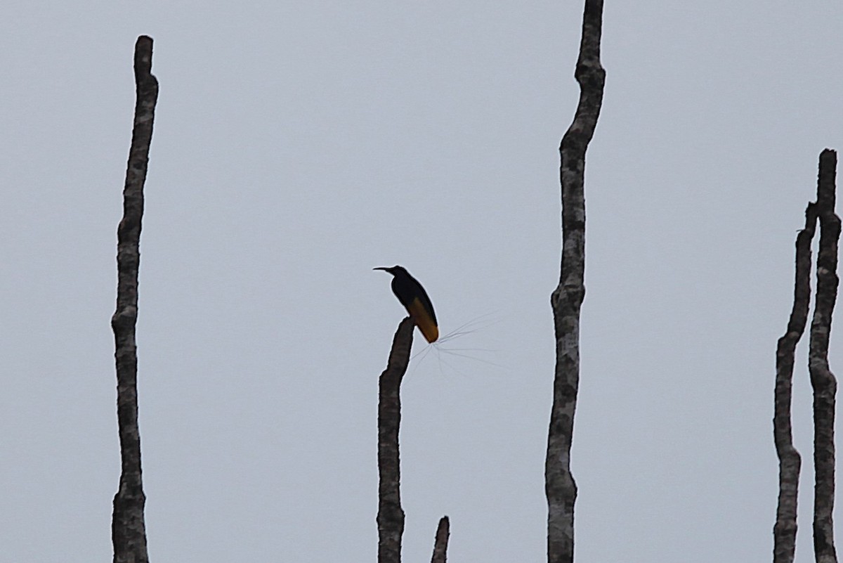 Twelve-wired Bird-of-Paradise - ML640499835