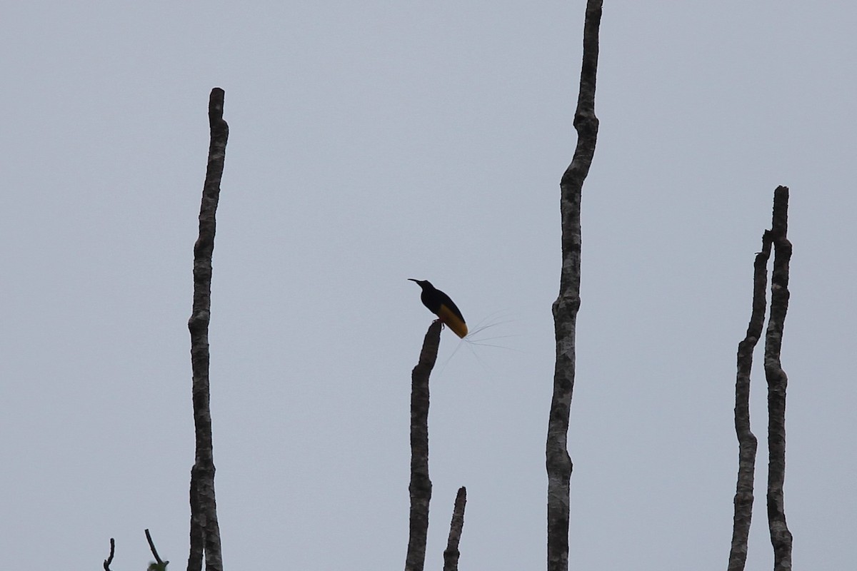 Twelve-wired Bird-of-Paradise - ML640499836