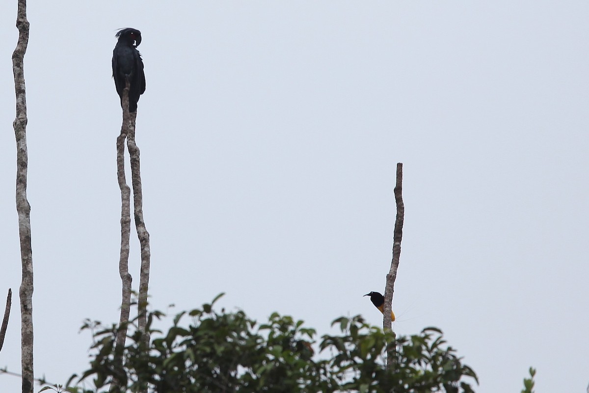 Twelve-wired Bird-of-Paradise - ML640499837