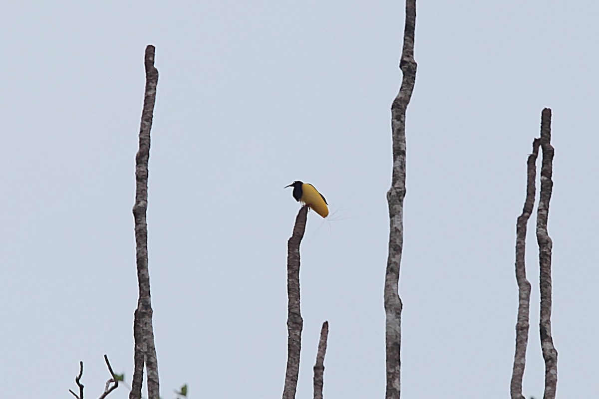 Twelve-wired Bird-of-Paradise - ML640499838