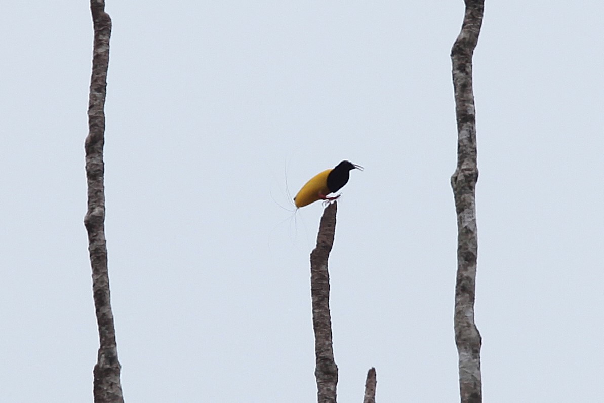 Twelve-wired Bird-of-Paradise - ML640499839