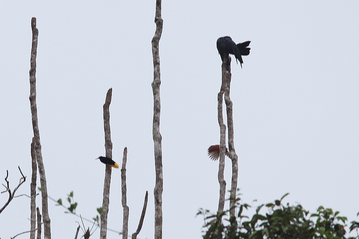 Twelve-wired Bird-of-Paradise - ML640499840