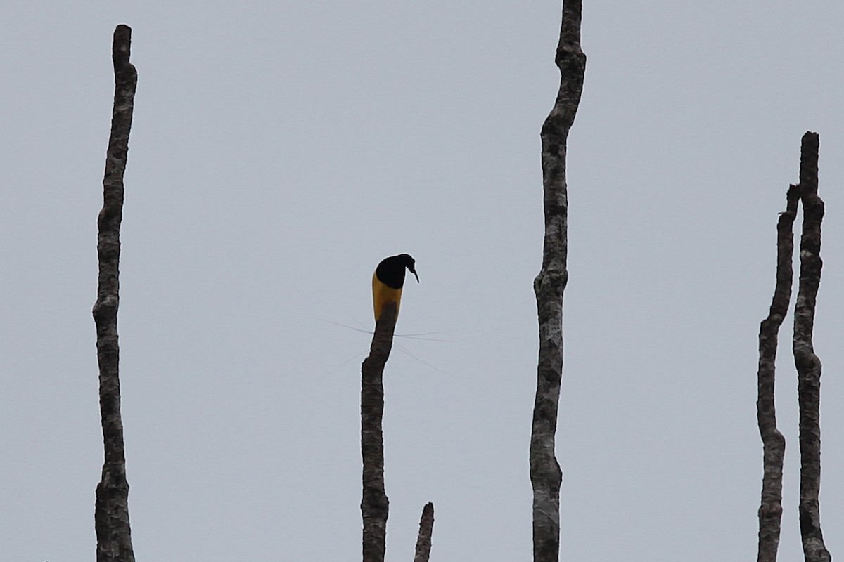 Twelve-wired Bird-of-Paradise - ML640499841