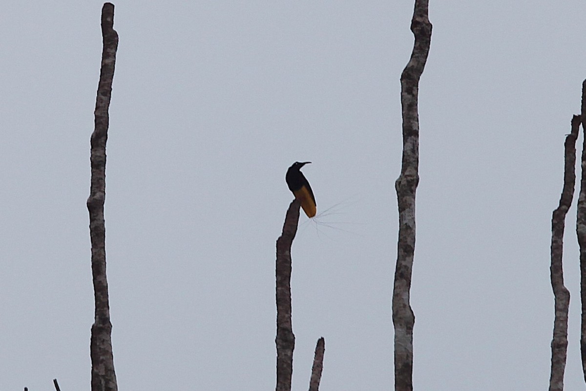 Twelve-wired Bird-of-Paradise - ML640499842