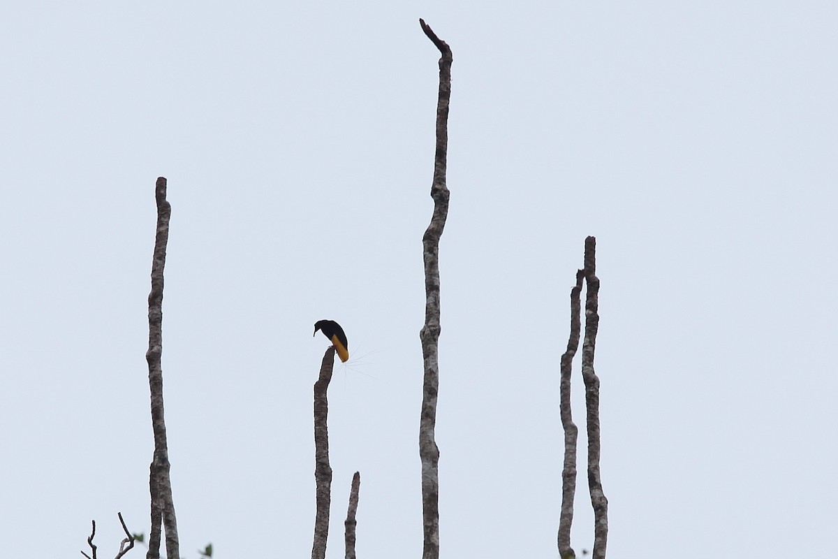Twelve-wired Bird-of-Paradise - ML640499843