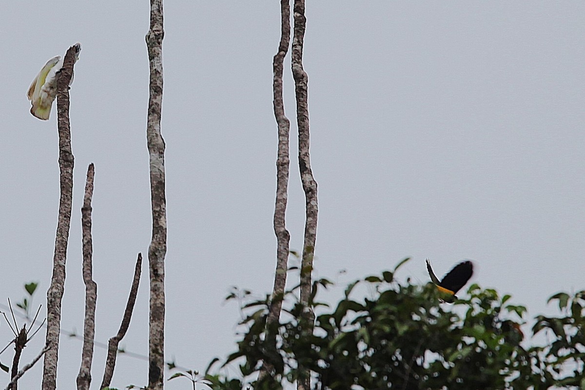 Twelve-wired Bird-of-Paradise - ML640499844