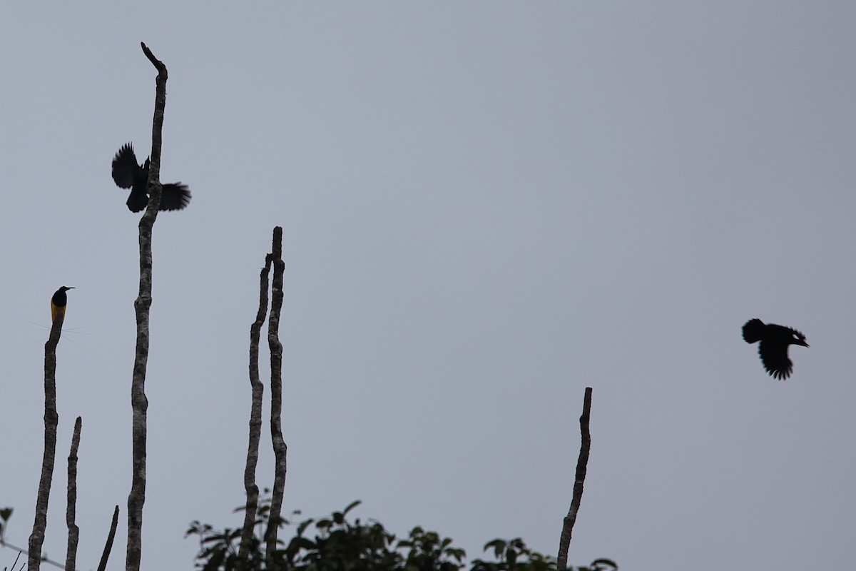 Twelve-wired Bird-of-Paradise - ML640499845