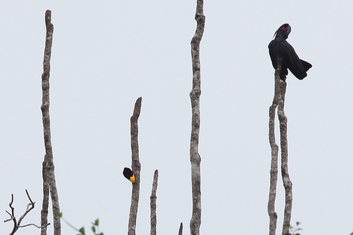 Twelve-wired Bird-of-Paradise - ML640499846