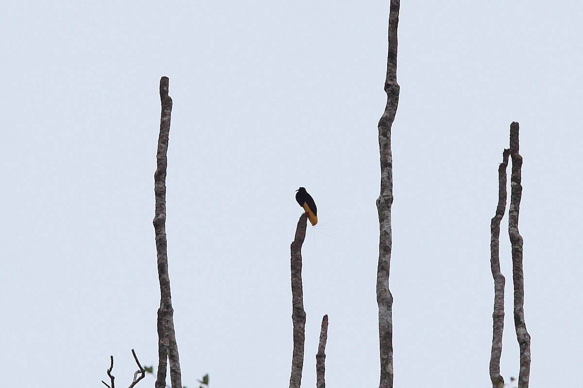 Twelve-wired Bird-of-Paradise - ML640499848