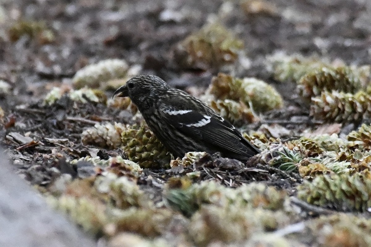 Bec-croisé bifascié - ML640499858