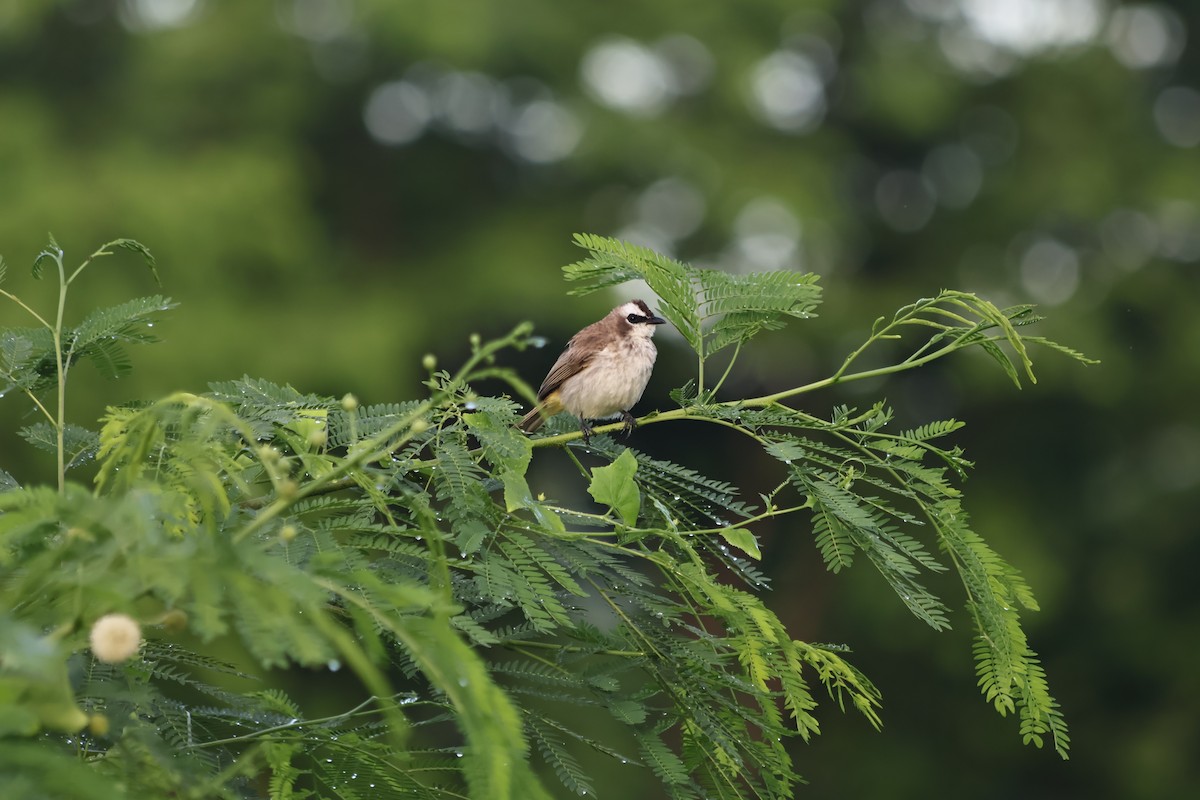 Bulbul goiavier - ML640499864