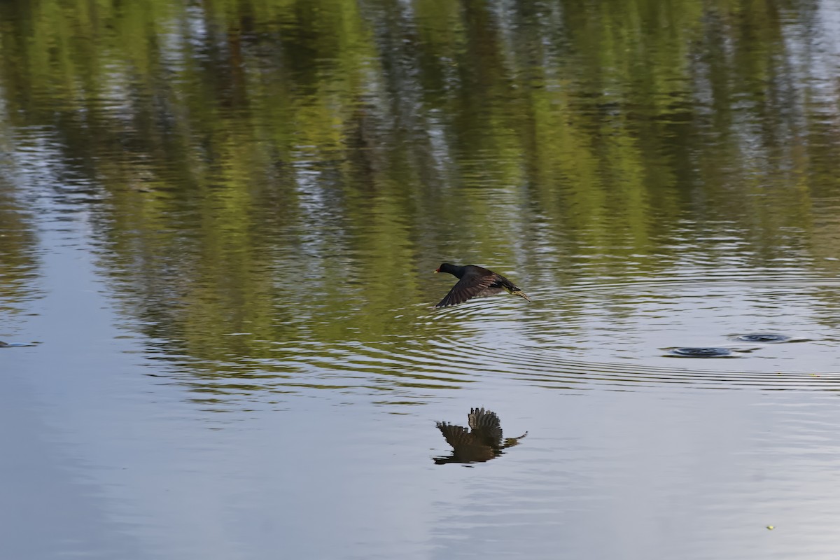 Gallinule poule-d'eau - ML640499883