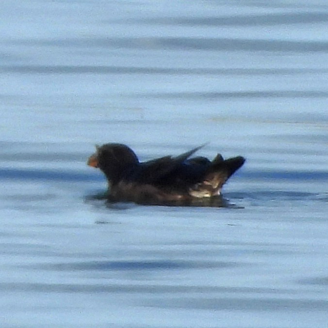 Rhinoceros Auklet - ML640499894