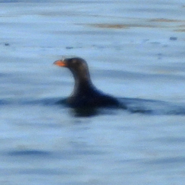 Rhinoceros Auklet - ML640499905